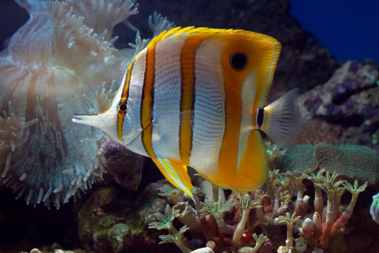 The Untold Secrets Behind Successful Ornamental Fish Farming