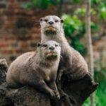 sea otters keystone species